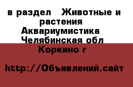  в раздел : Животные и растения » Аквариумистика . Челябинская обл.,Коркино г.